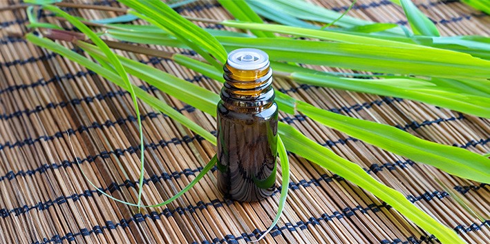 Capim limao oleo essencial aromaterapia cheiro aroma